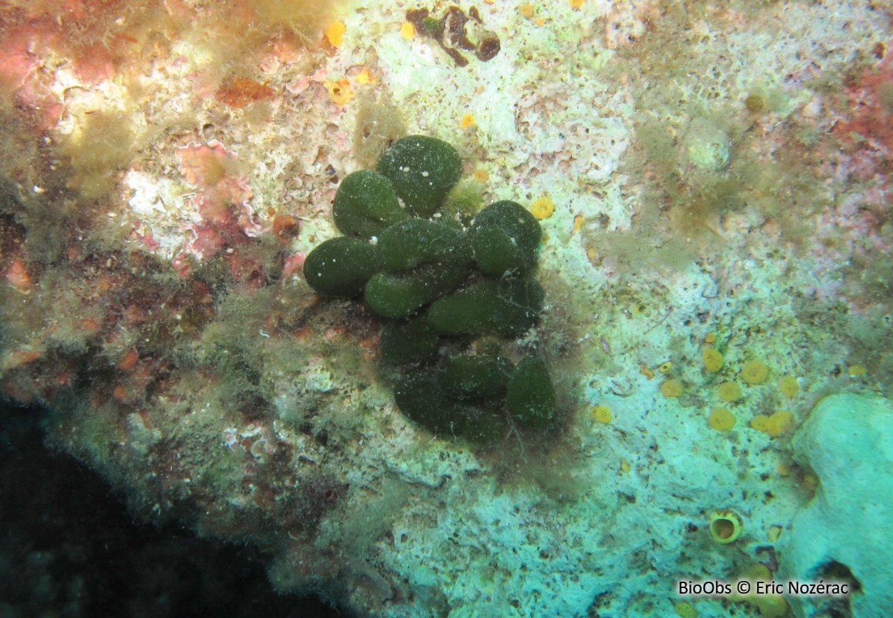 Codium mamelonné - Codium coralloides - Eric Nozérac - BioObs