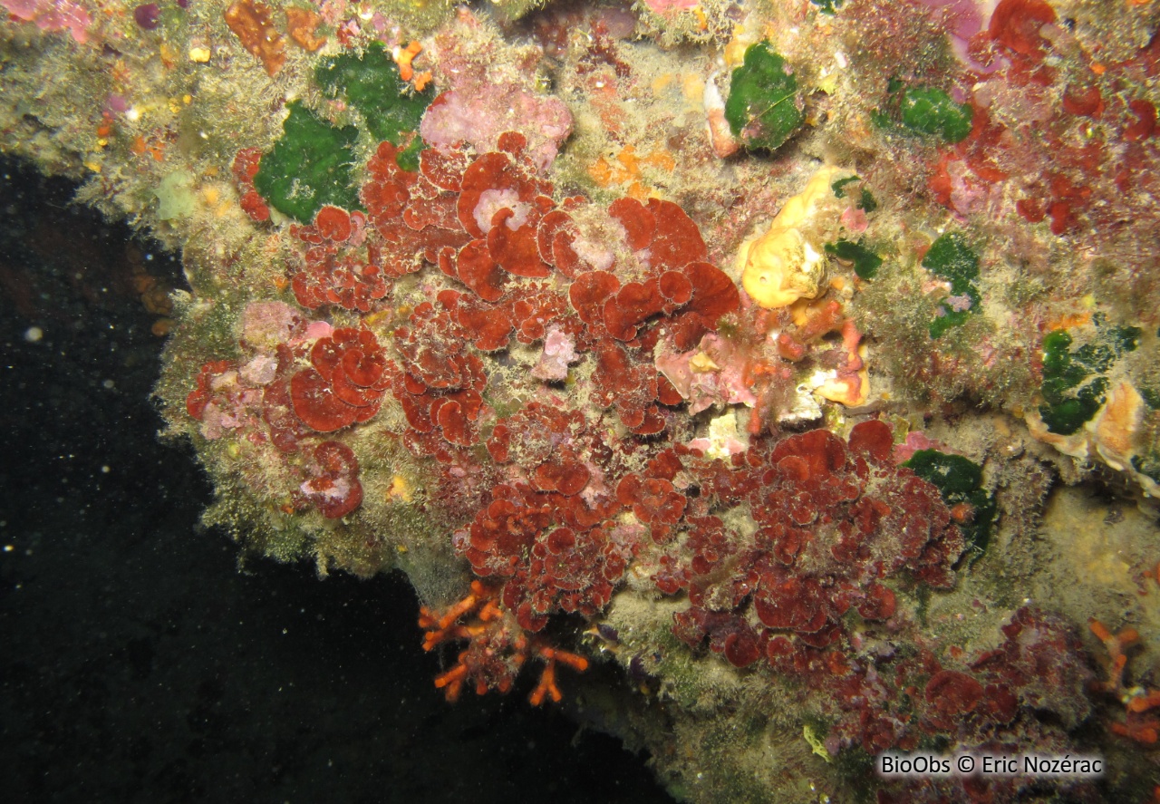 Peyssonnele écailleuse - Peyssonnelia squamaria - Eric Nozérac - BioObs