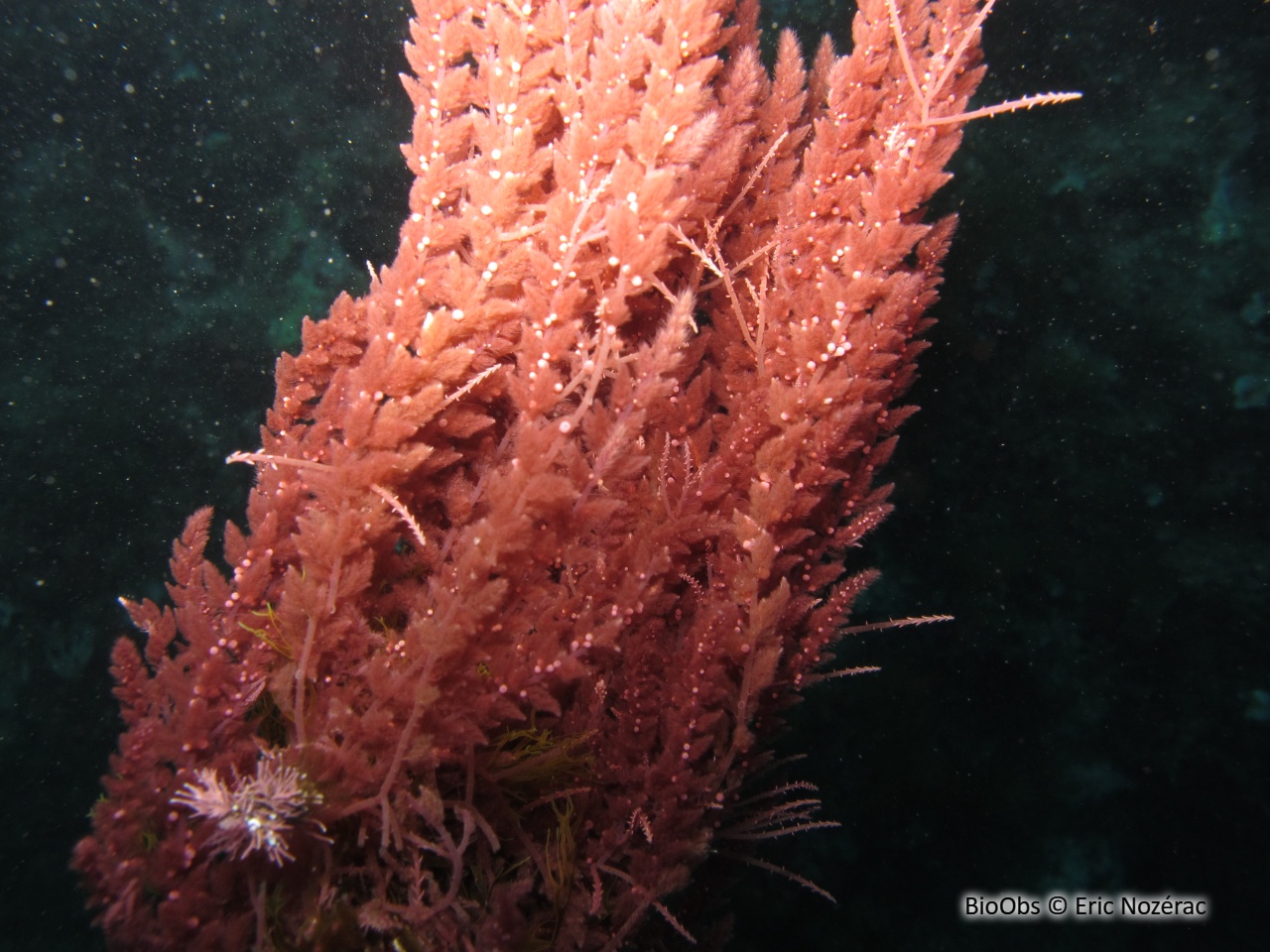 Algue à crochets - Asparagopsis armata - Eric Nozérac - BioObs