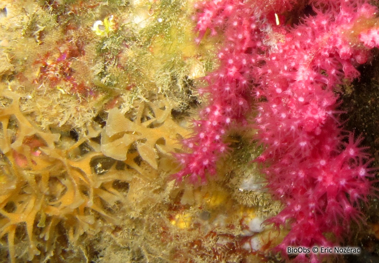 Chartelle délicate de Méditerranée - Chartella tenella - Eric Nozérac - BioObs