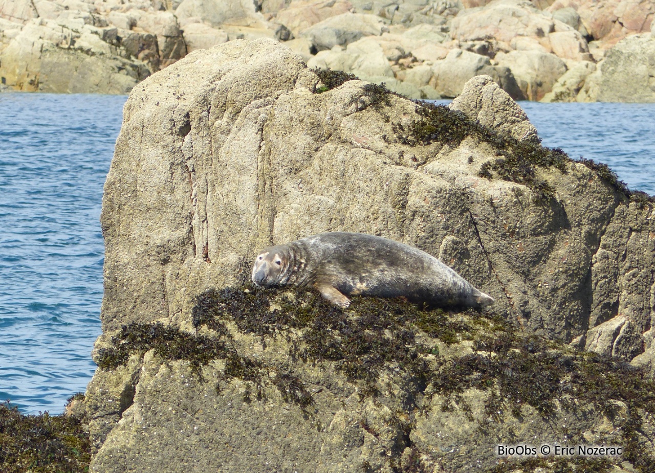 Phoque gris - Halichoerus grypus - Eric Nozérac - BioObs