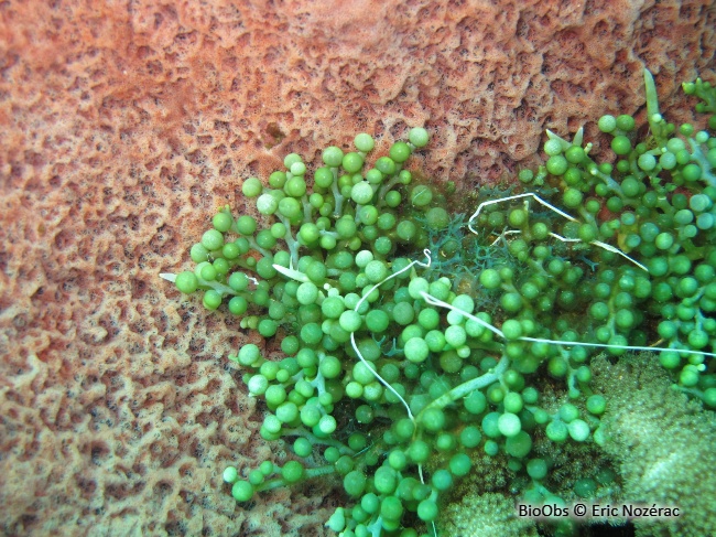 Caulerpe turbinata - Caulerpa racemosa var. turbinata - Eric Nozérac - BioObs