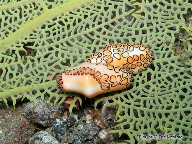 Monnaie caraïbe à ocelles - Cyphoma gibbosum - Eric Nozérac - BioObs