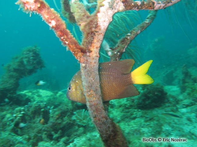 Chaffet queue jaune - Microspathodon chrysurus - Eric Nozérac - BioObs