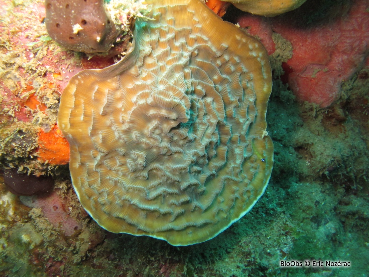 Corail-laitue rayon de soleil - Helioseris cucullata - Eric Nozérac - BioObs