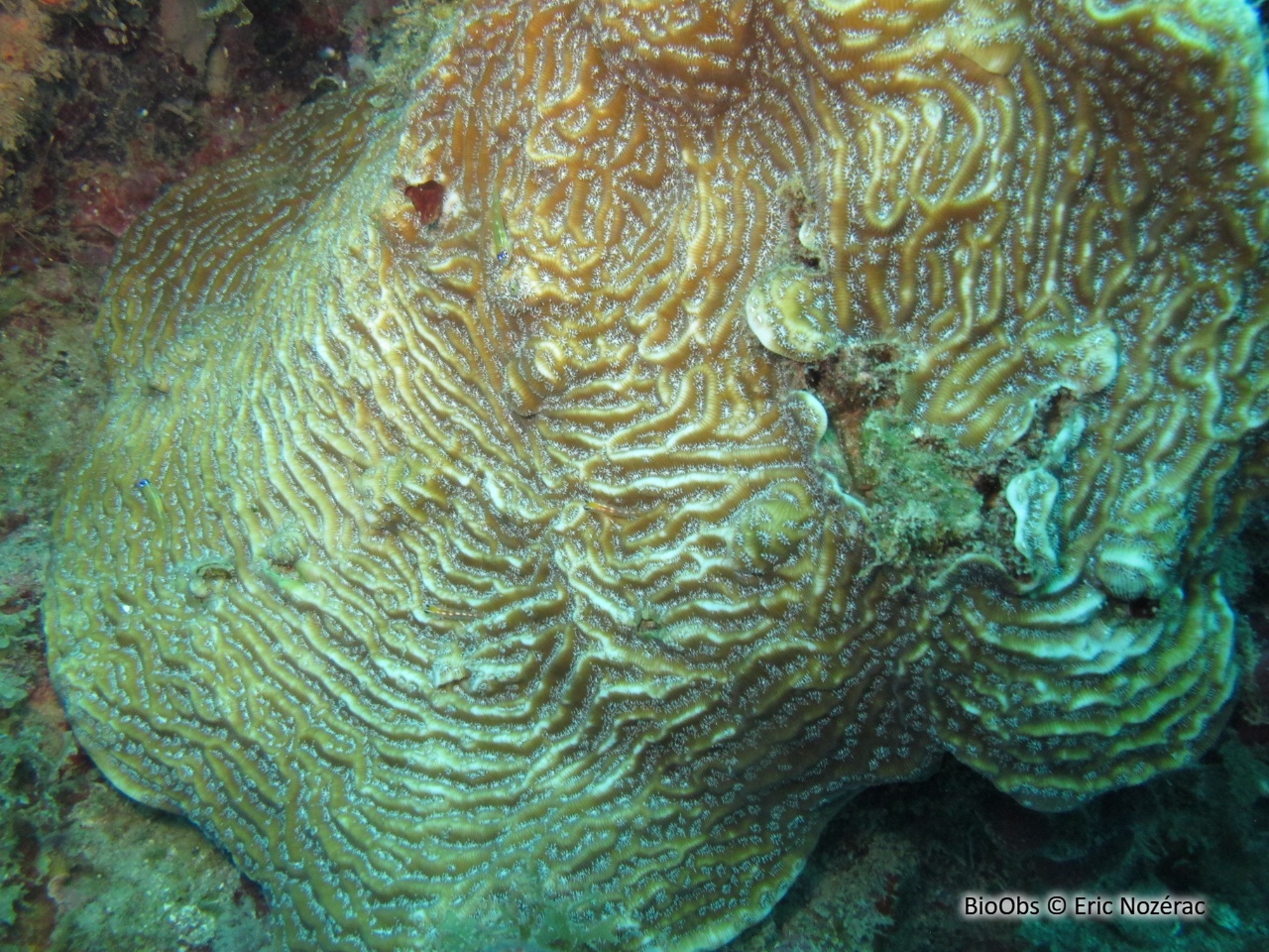 Agarice de Lamarck - Agaricia lamarcki - Eric Nozérac - BioObs