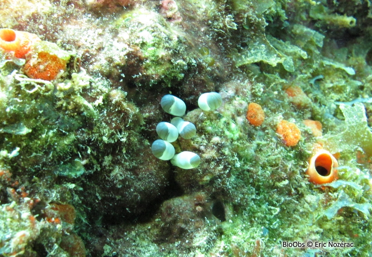 Anémone secrète - Lebrunia coralligens - Eric Nozérac - BioObs