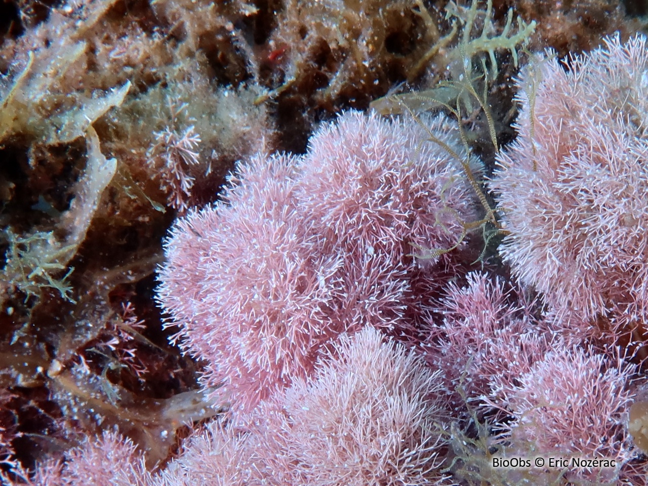 Janie rouge - Jania rubens - Eric Nozérac - BioObs