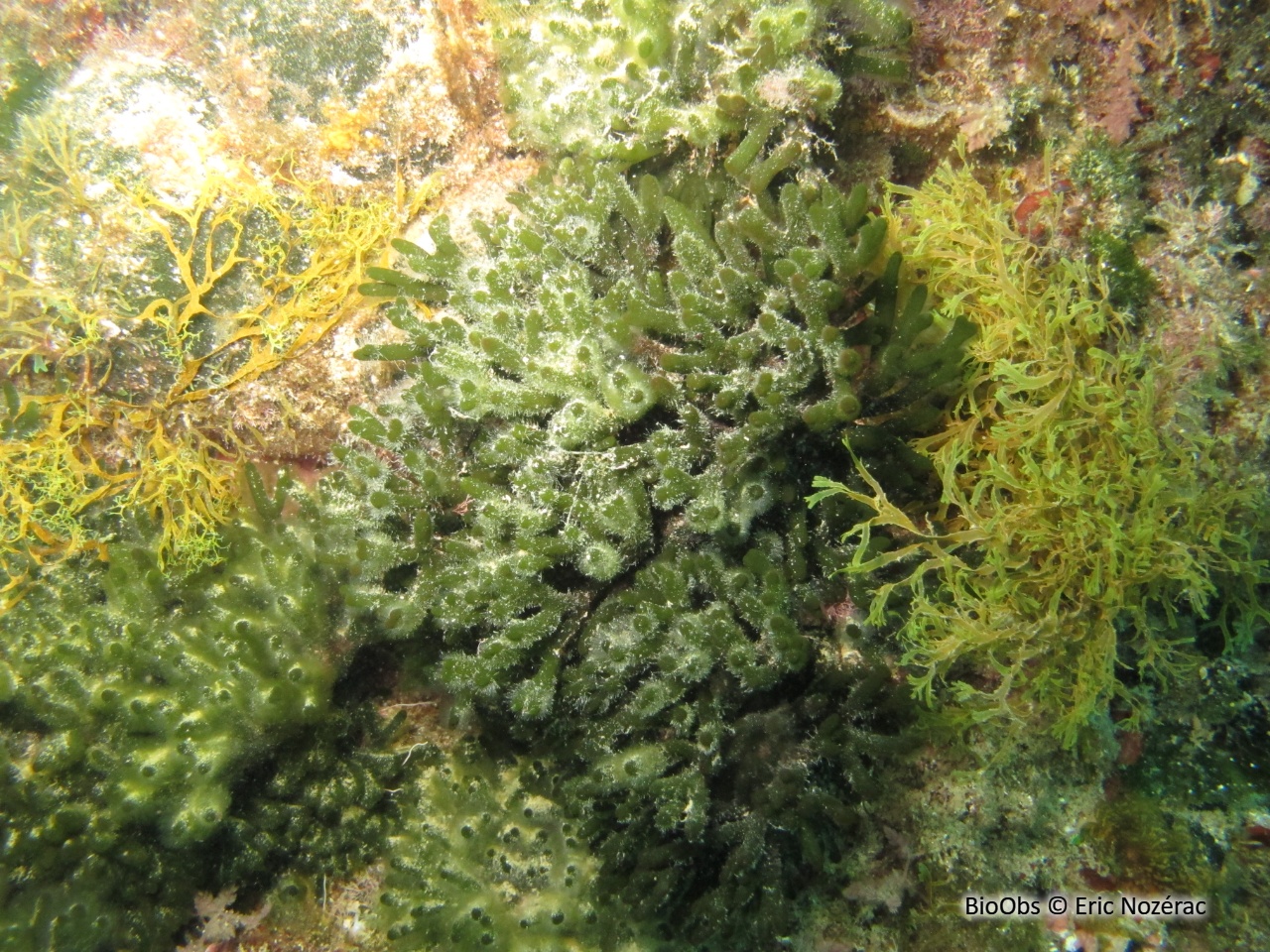 Codium fragile - Codium fragile - Eric Nozérac - BioObs