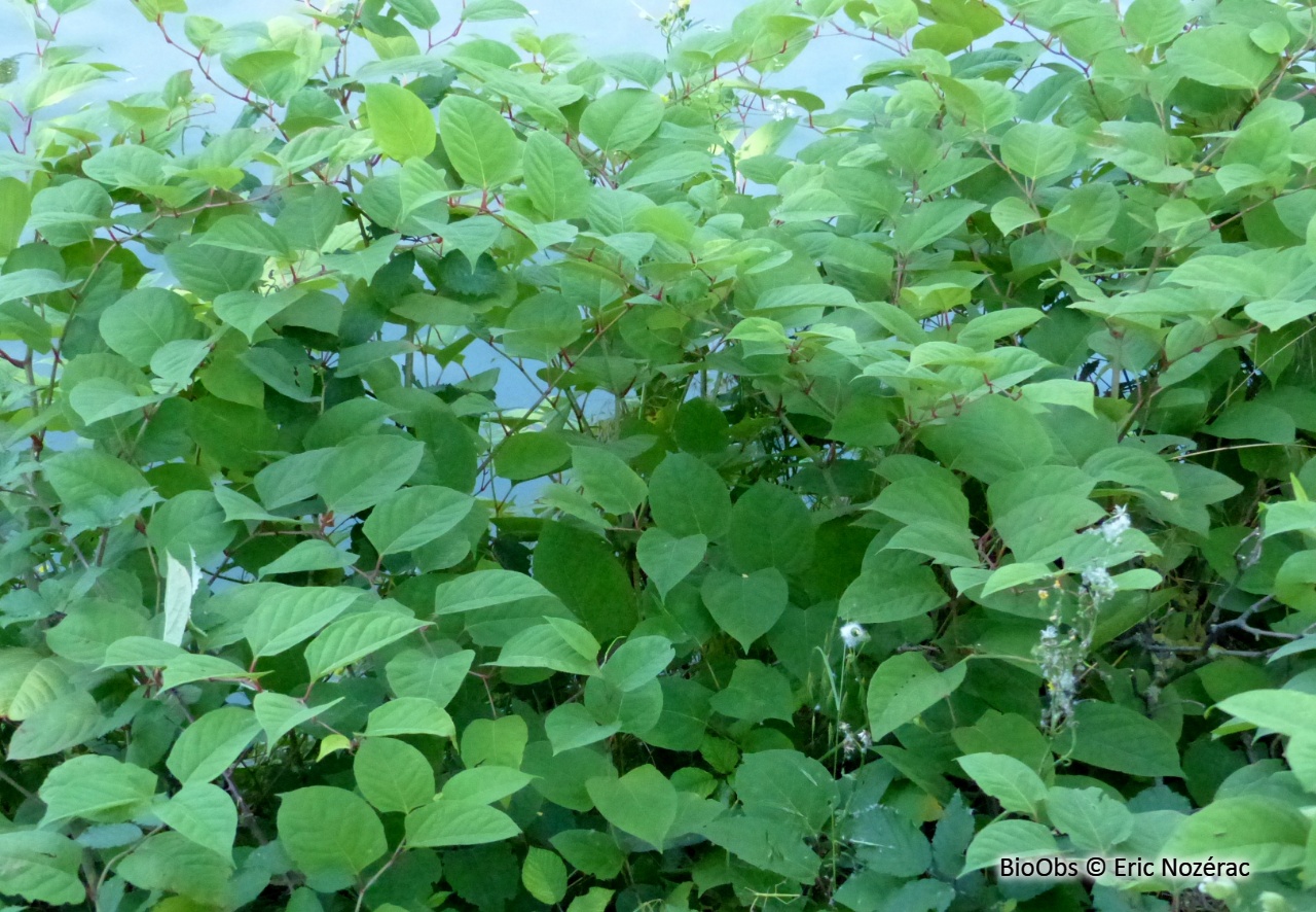 Renouée du Japon - Reynoutria japonica - Eric Nozérac - BioObs