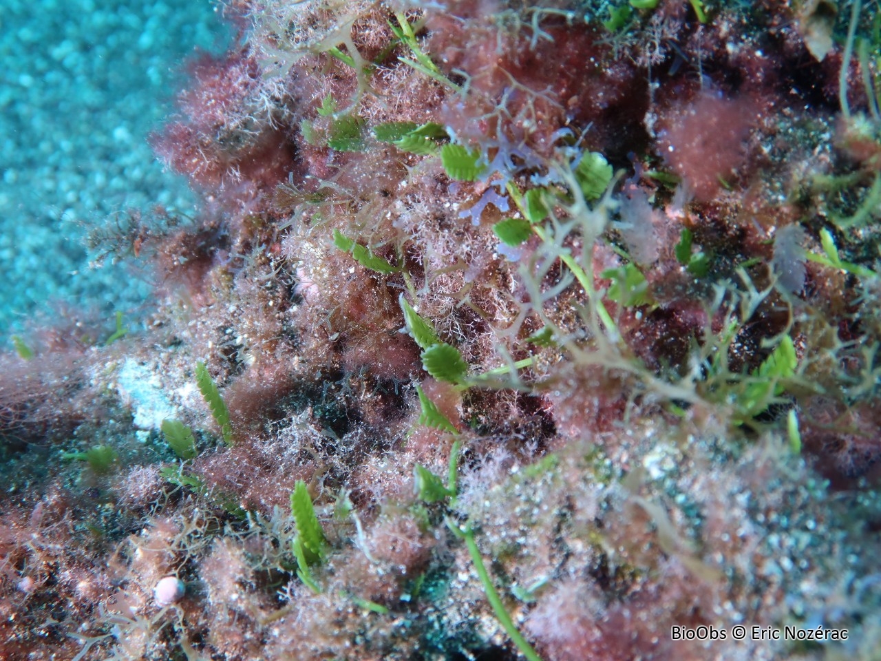 Caulerpe mexicaine - Caulerpa mexicana - Eric Nozérac - BioObs