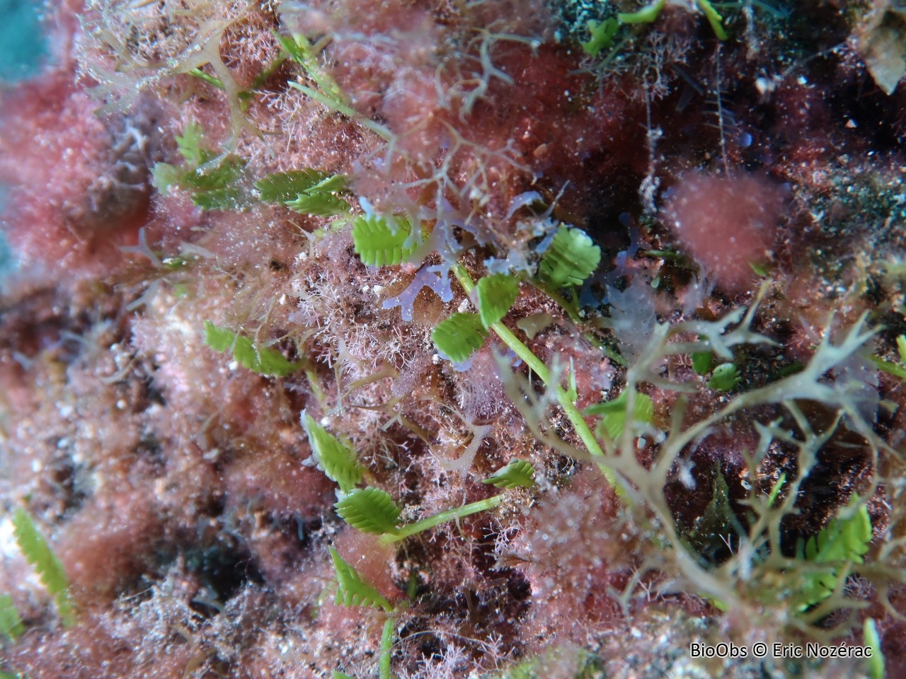 Caulerpe mexicaine - Caulerpa mexicana - Eric Nozérac - BioObs