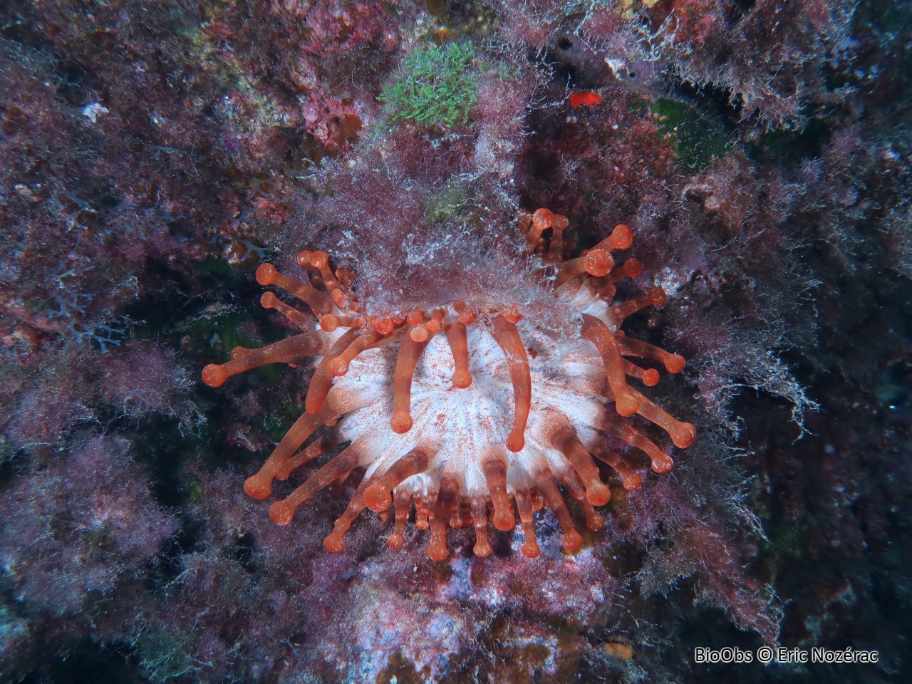 Anémone américaine - Telmatactis cricoides - Eric Nozérac - BioObs
