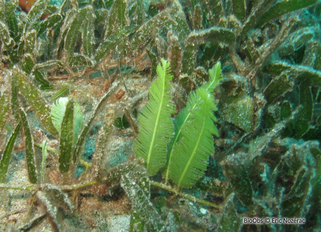 Caulerpe à feuilles d'If - Caulerpa taxifolia - Eric Nozérac - BioObs