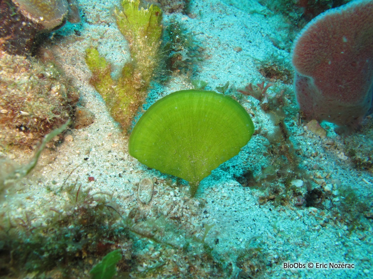 Algue pagaie - Avrainvillea asarifolia - Eric Nozérac - BioObs