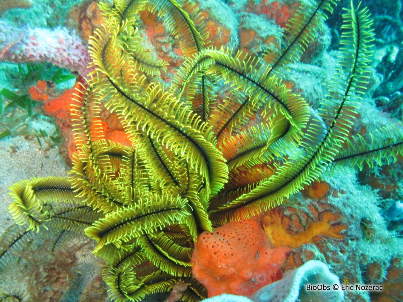 Comatule dorée - Davidaster rubiginosus - Eric Nozérac - BioObs
