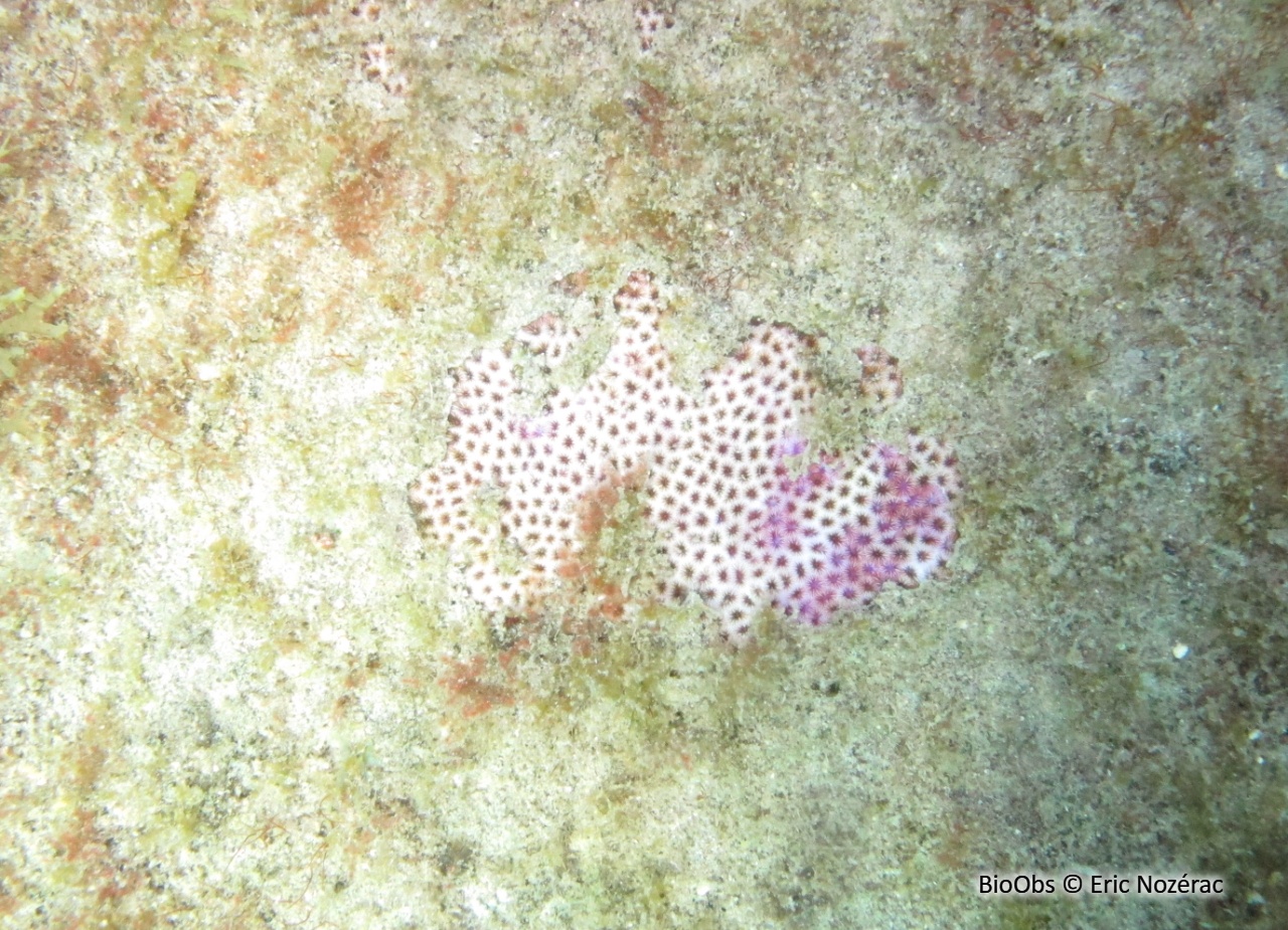 Petit corail starlette - Siderastrea radians - Eric Nozérac - BioObs
