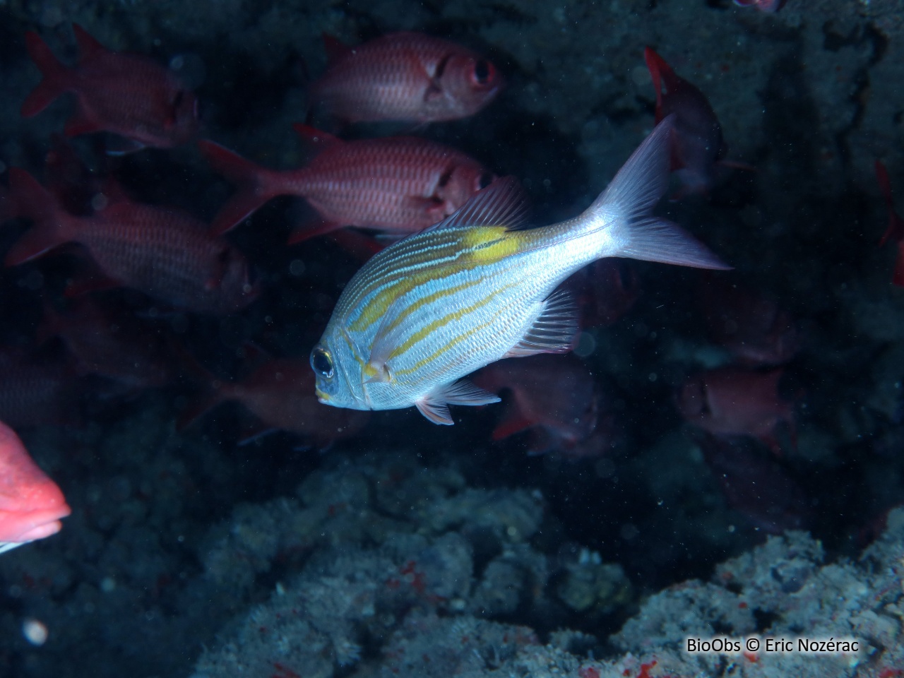 Empereur strié - Gnathodentex aureolineatus - Eric Nozérac - BioObs