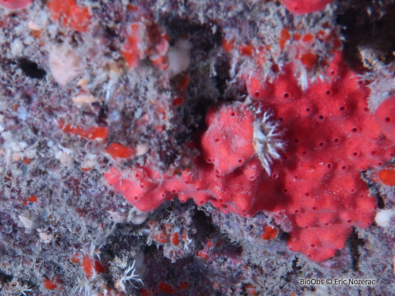 Scopaline rouge - Scopalina rubra - Eric Nozérac - BioObs