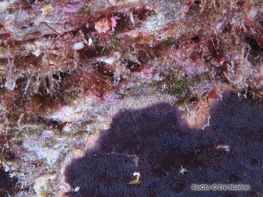 Bryozoaire encroûtant noir - Reptadeonella violacea - Eric Nozérac - BioObs