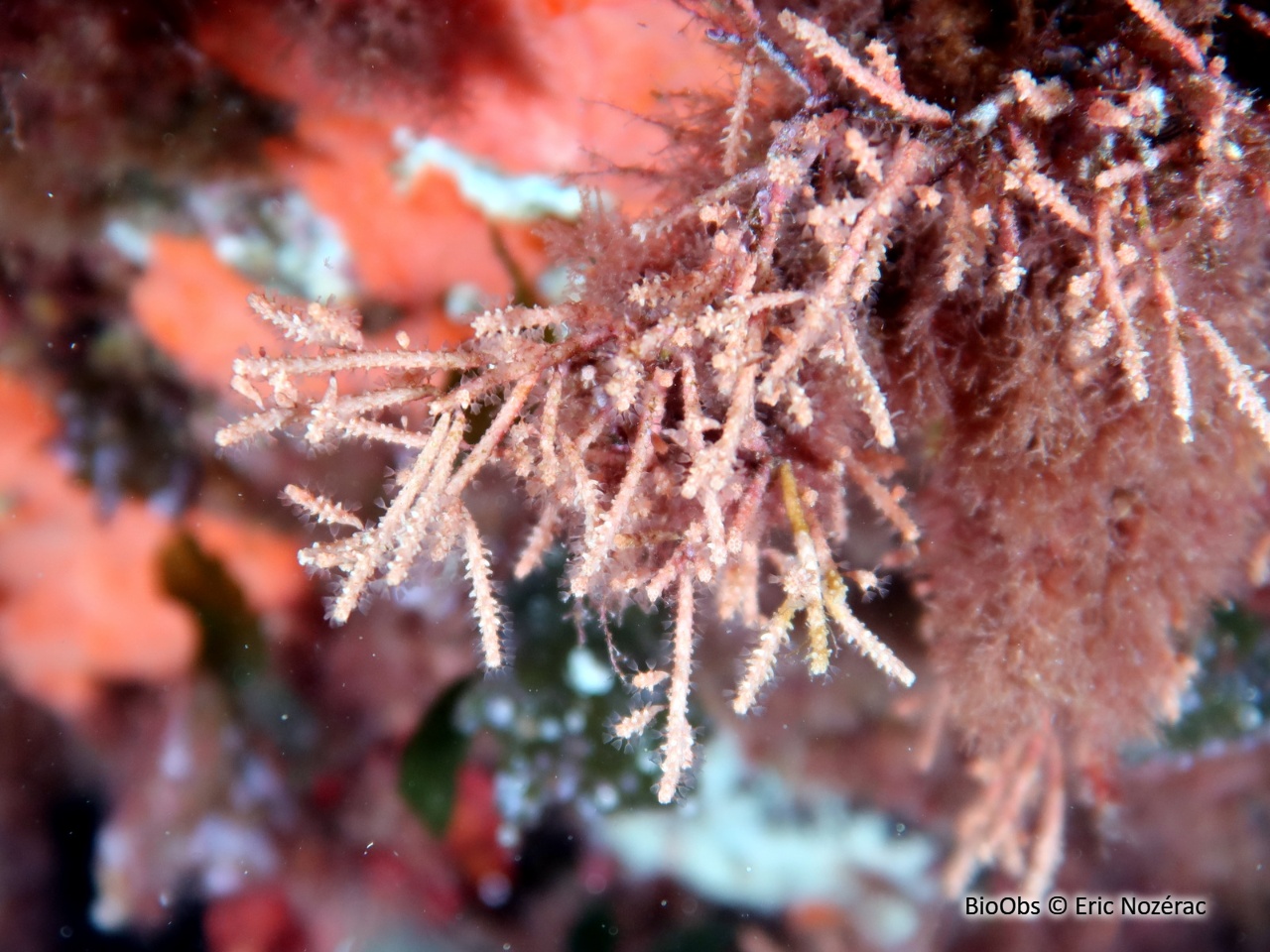 Bryozoaire cactus-cierge - Margaretta cereoides - Eric Nozérac - BioObs