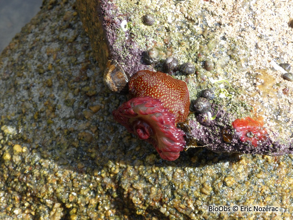 Anémone fraise - Actinia fragacea - Eric Nozérac - BioObs