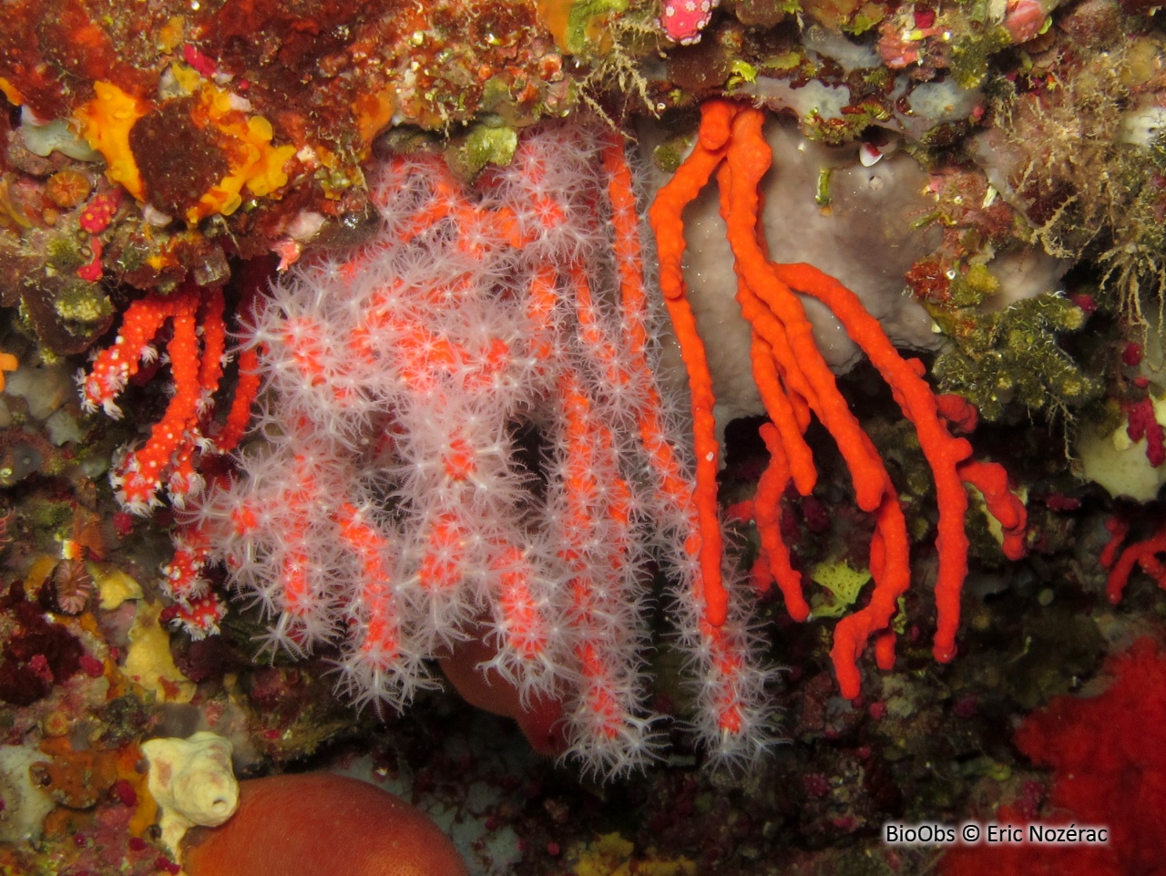 Corail rouge - Corallium rubrum - Eric Nozérac - BioObs