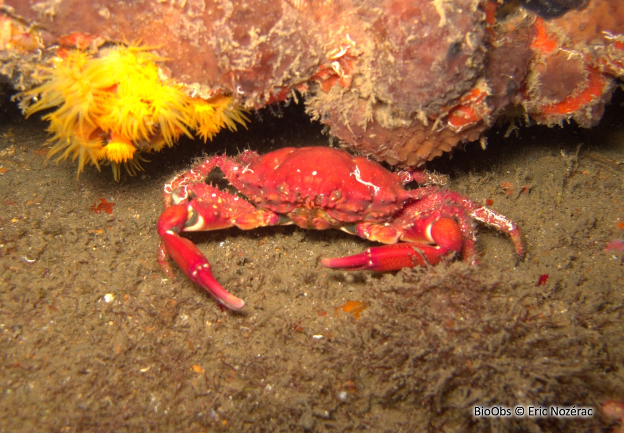 Petit crabe-araignée rouge à grandes pinces - Mithraculus forceps - Eric Nozérac - BioObs