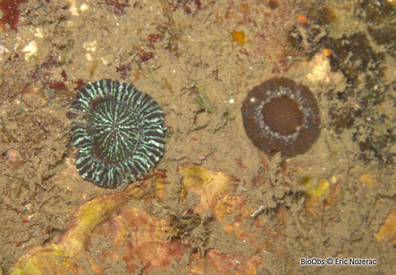 Corail champignon de l'Atlantique - Scolymia lacera - Eric Nozérac - BioObs