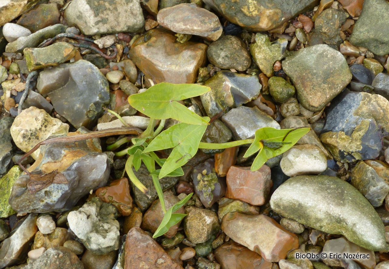 Sagittaire - Sagittaria sagittifolia - Eric Nozérac - BioObs