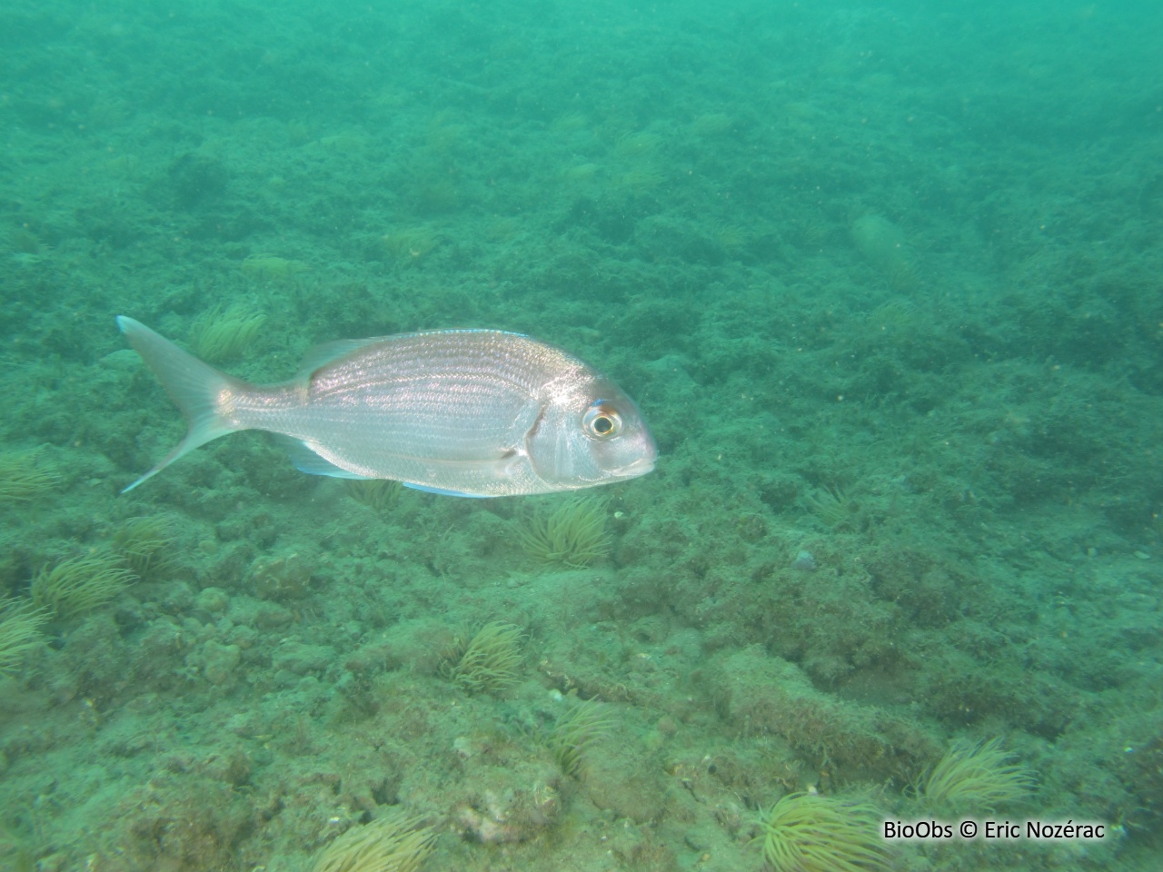 Pagre commun - Pagrus pagrus - Eric Nozérac - BioObs