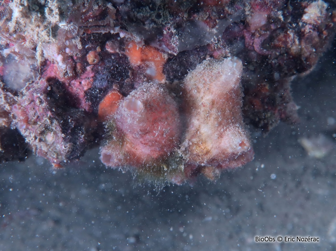 Polycarpe fruitière - Polycarpa pomaria - Eric Nozérac - BioObs