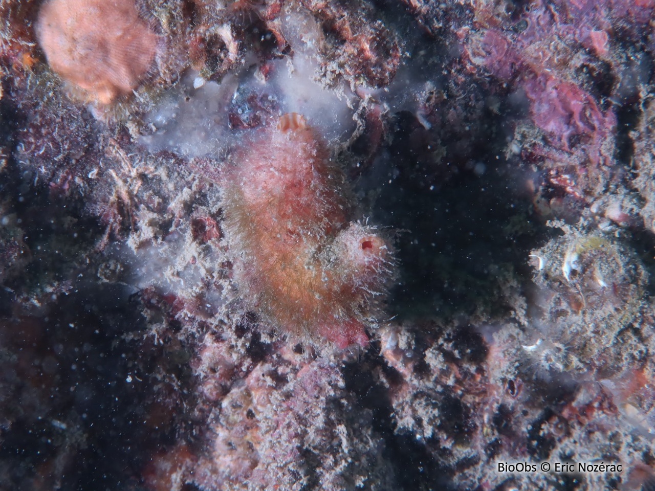 Polycarpe fruitière - Polycarpa pomaria - Eric Nozérac - BioObs