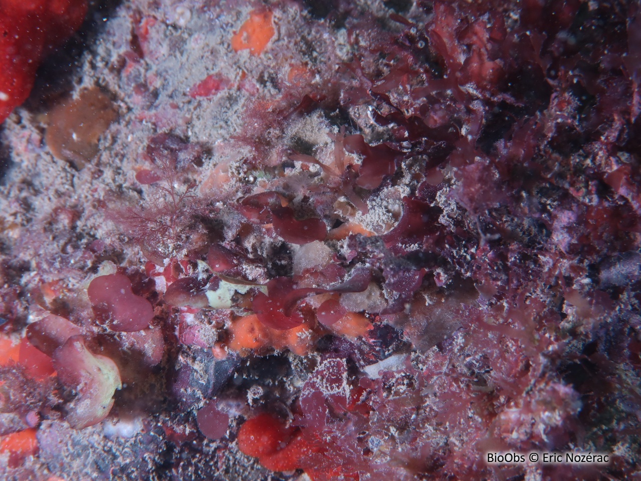 Meredithia à petites feuilles - Meredithia microphylla - Eric Nozérac - BioObs