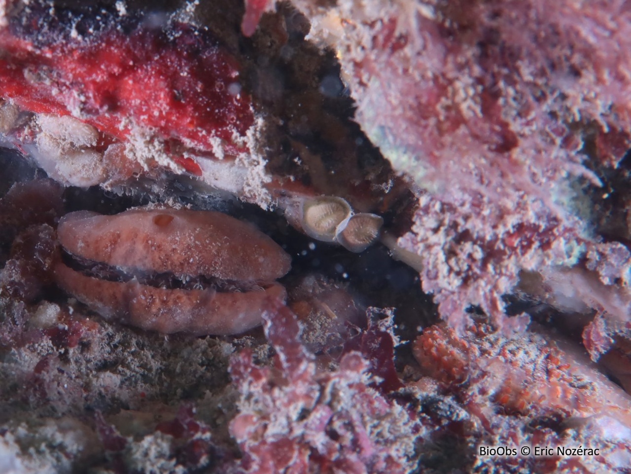 Plagioécie-assiette - Plagioecia patina - Eric Nozérac - BioObs