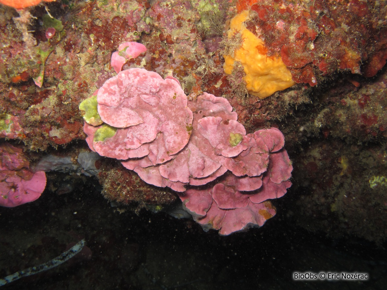Feuille de pierre encorbellée - Lithophyllum stictiforme - Eric Nozérac - BioObs