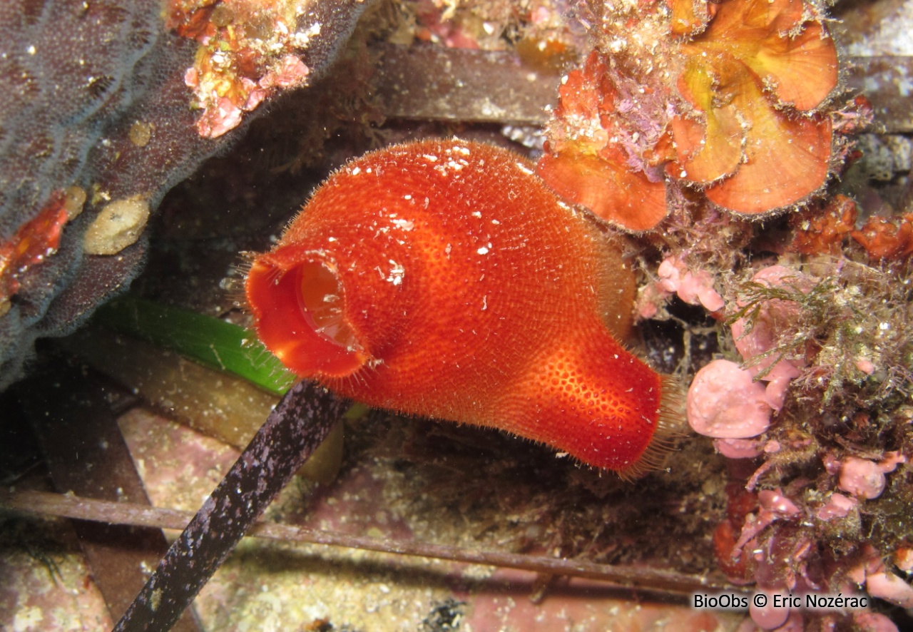 Ascidie rouge - Halocynthia papillosa - Eric Nozérac - BioObs