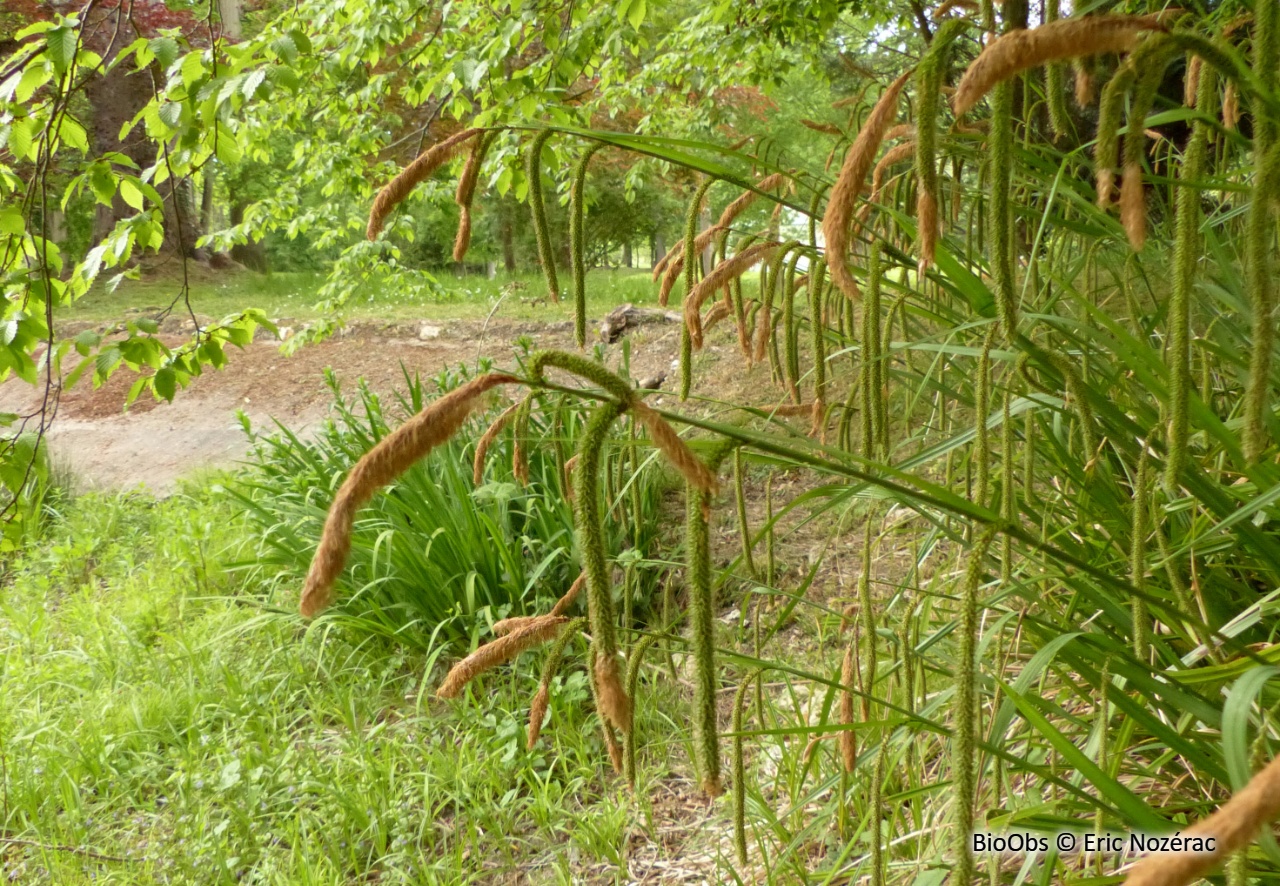 Laîche à épis pendants - Carex pendula - Eric Nozérac - BioObs