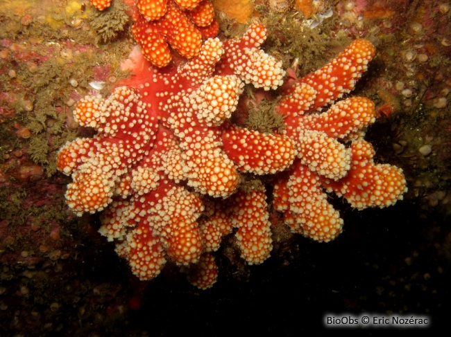 Alcyon rouge - Alcyonium glomeratum - Eric Nozérac - BioObs