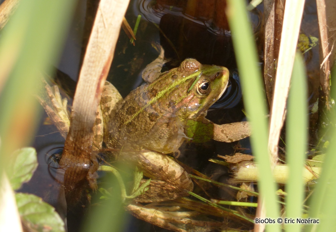 Grenouille verte - Pelophylax lessonae - Eric Nozérac - BioObs
