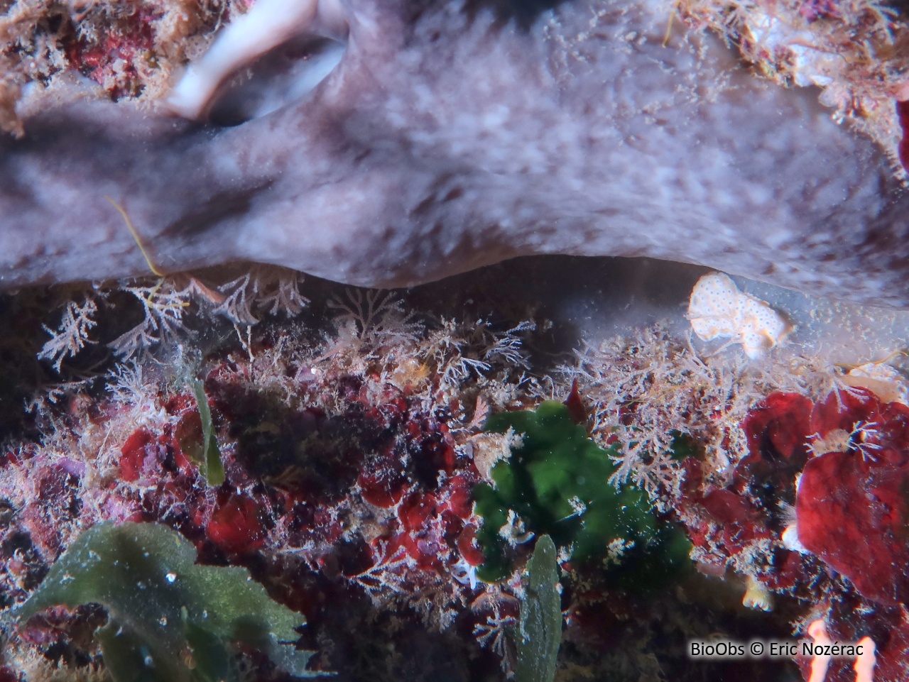 Scrupocellaria d'Europe - Scrupocellaria sp. - Eric Nozérac - BioObs