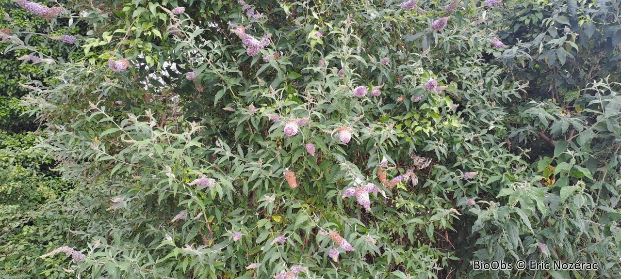 Arbre à papillons - Buddleja davidii - Eric Nozérac - BioObs
