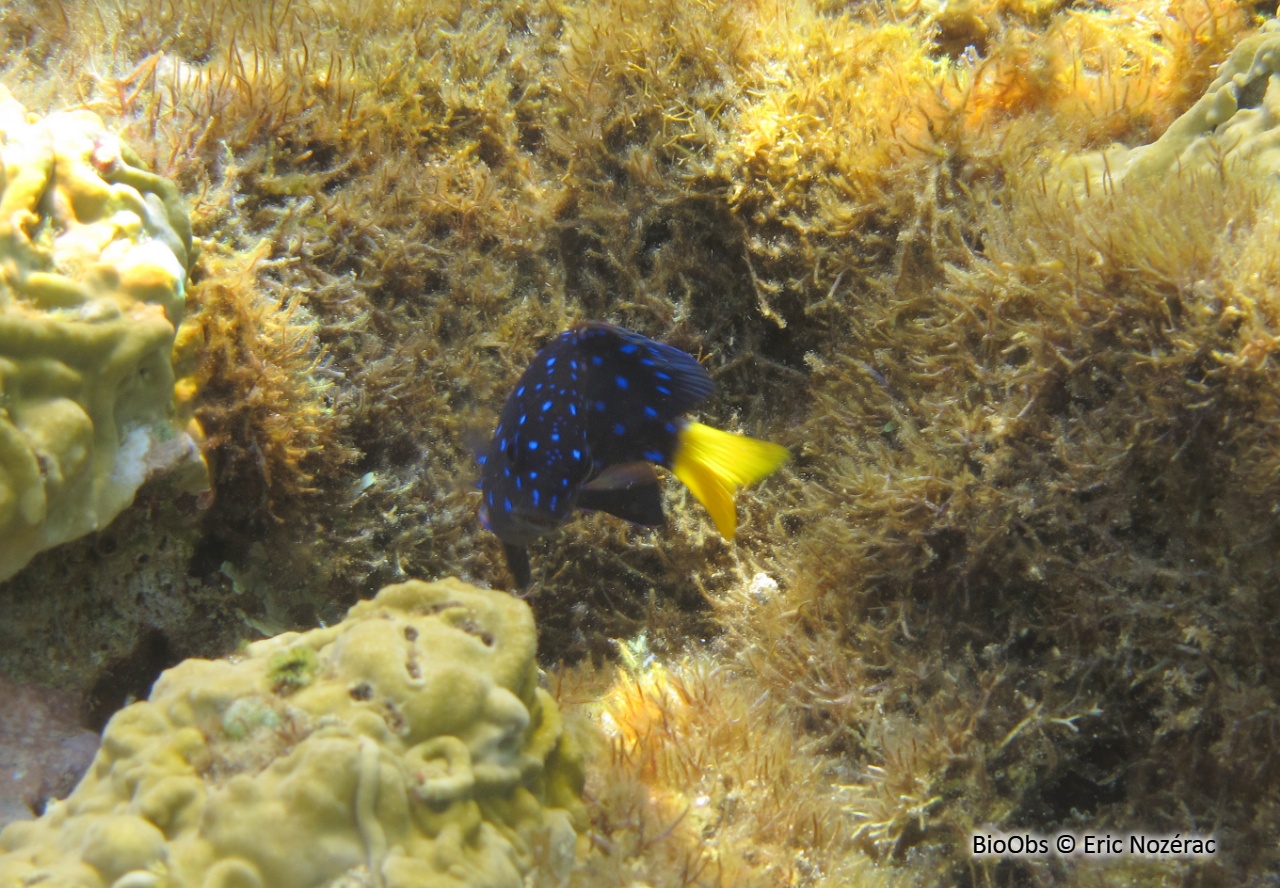 Chaffet queue jaune - Microspathodon chrysurus - Eric Nozérac - BioObs