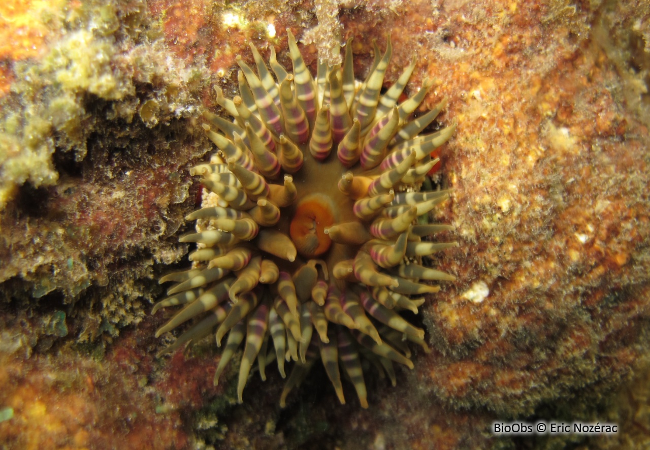 Anémone granuleuse - Bunodosoma granuliferum - Eric Nozérac - BioObs