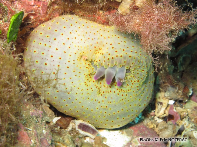 Anémone charnue - Cribrinopsis crassa - Eric Nozérac - BioObs