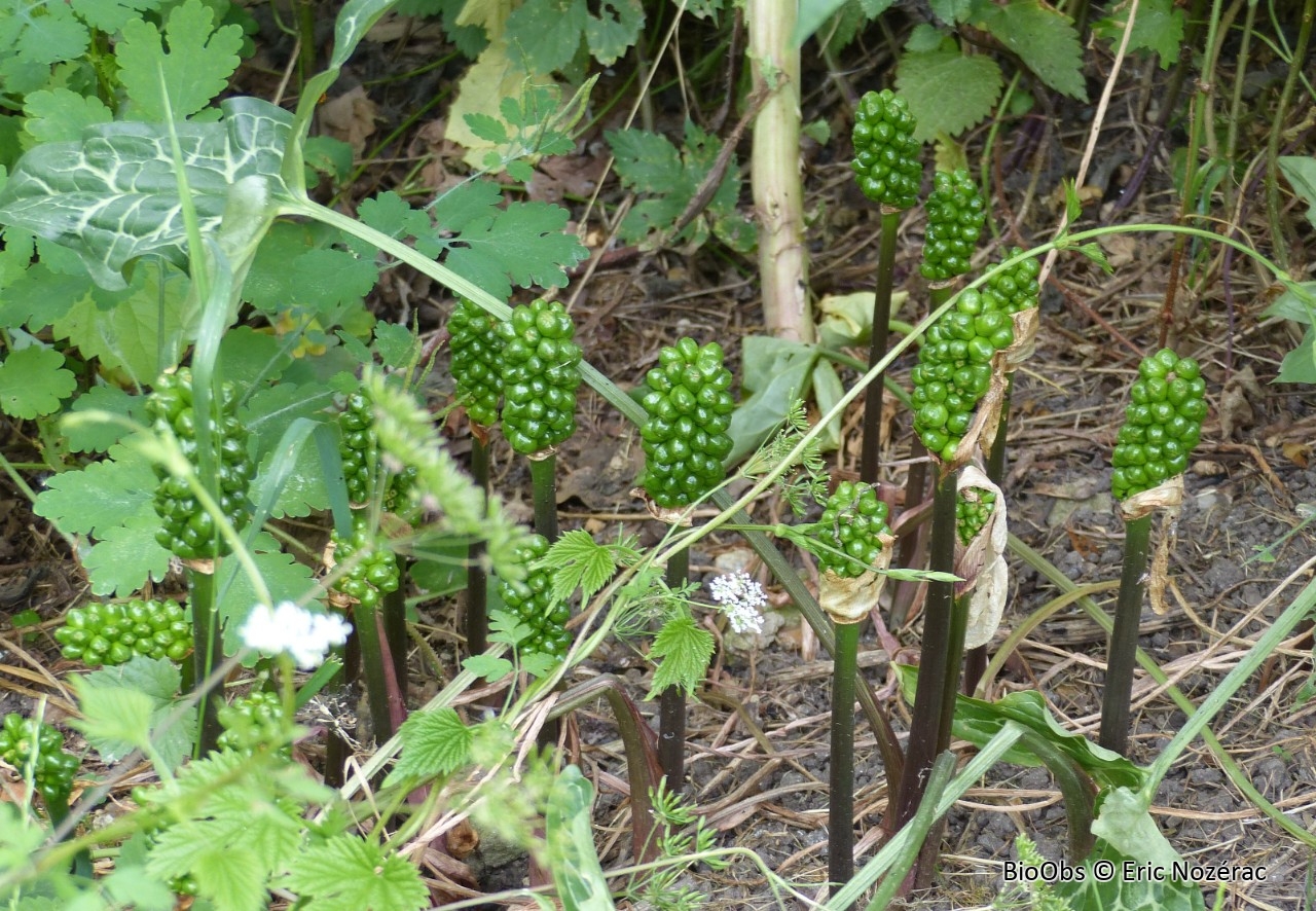 Arum d'Italie - Arum italicum - Eric Nozérac - BioObs