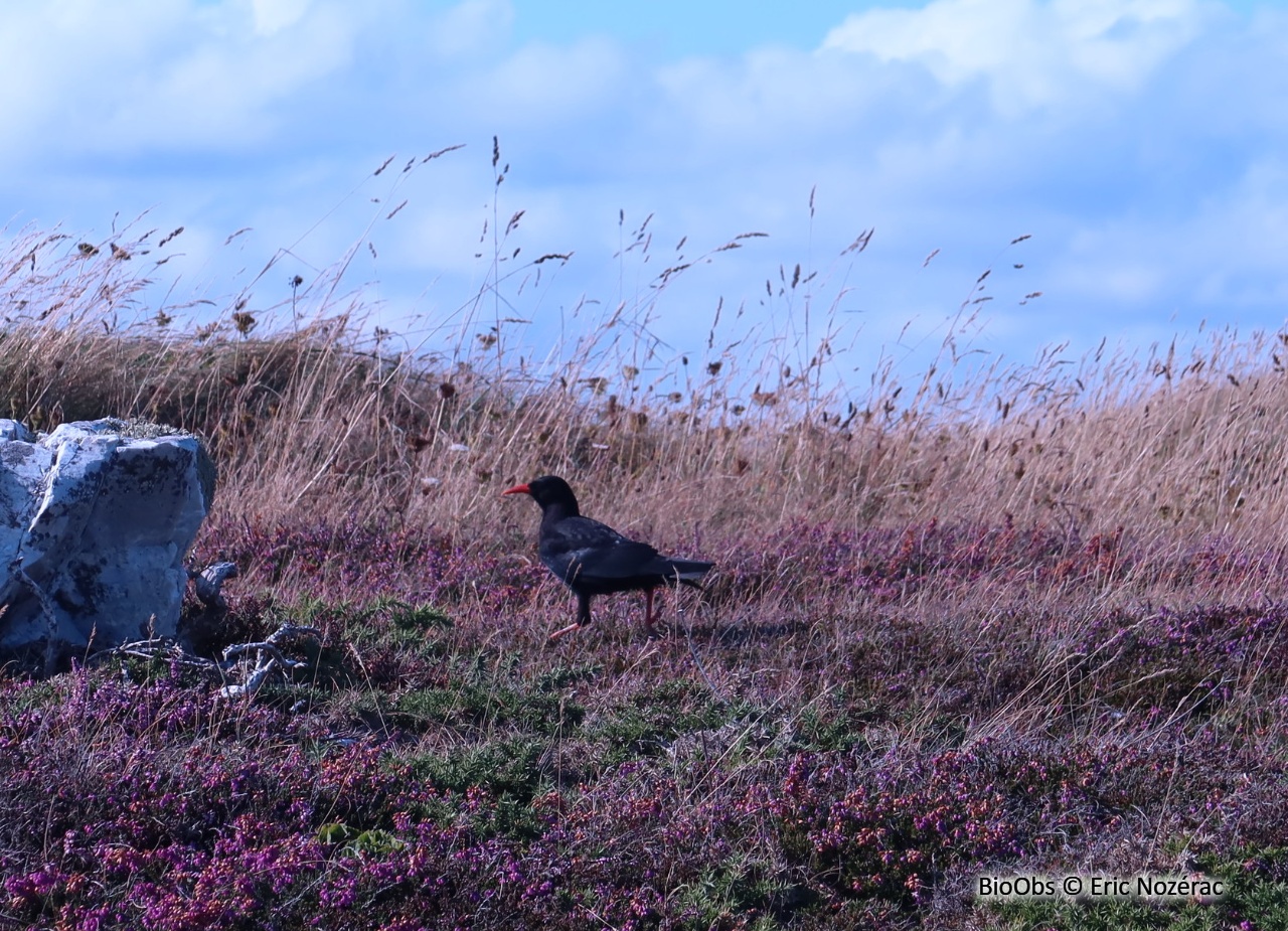 Crave à bec rouge - Pyrrhocorax pyrrhocorax - Eric Nozérac - BioObs