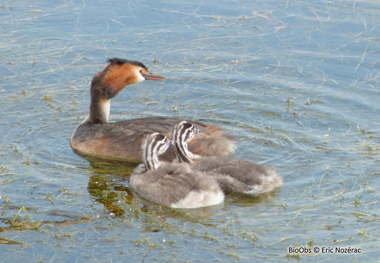 Grèbe huppé - Podiceps cristatus - Eric Nozérac - BioObs