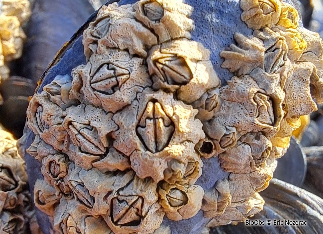 Balane croix de Malte - Austrominius modestus - Eric Nozérac - BioObs