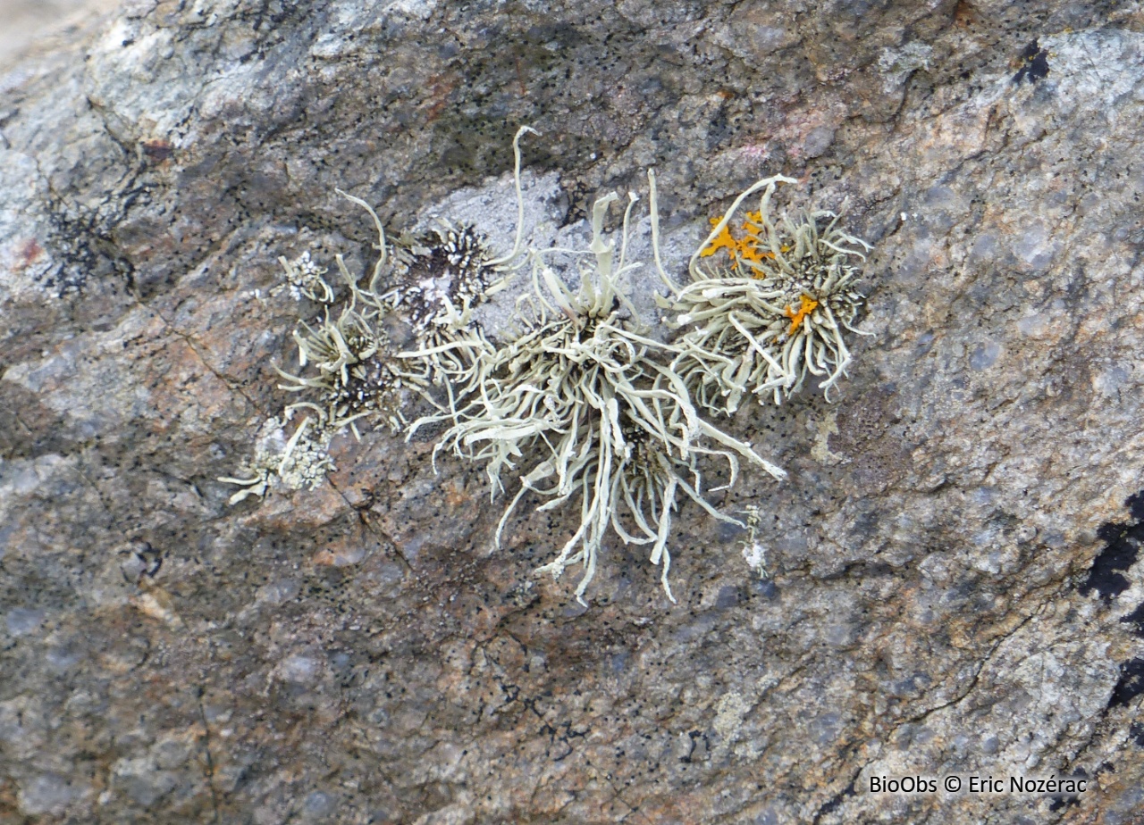Ramaline des rochers - Ramalina siliquosa - Eric Nozérac - BioObs